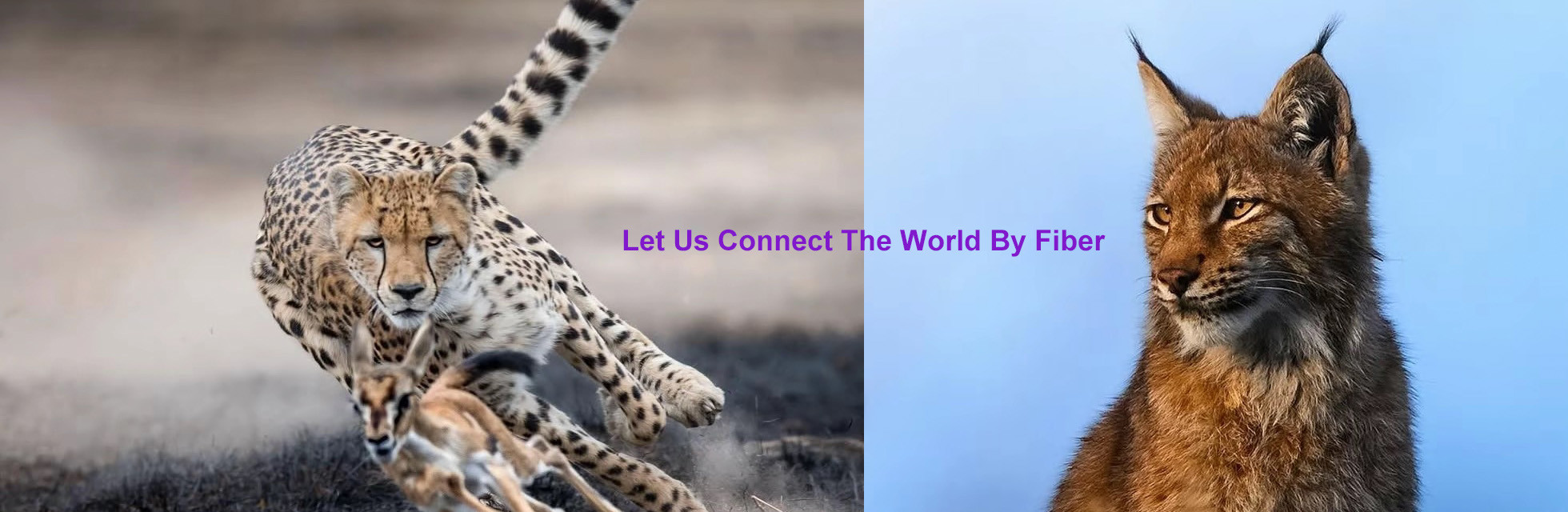 calidad Caja de distribución de fibra óptica fábrica